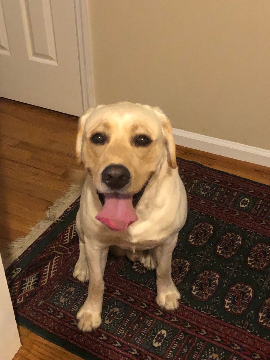 sambleiweistv's tweet photo. PLZ SHARE/RT: anyone know whose pup this is? Found loose in the Old Shandon area off Devine Street. No collar, full grown male yellow lab @DawndyWISTV https://t.co/vwLPZDqgFH