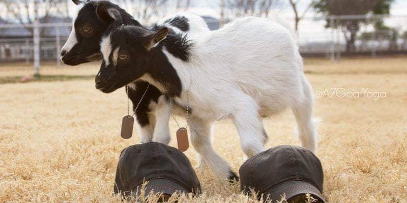 AZ Goat Yoga tweet media