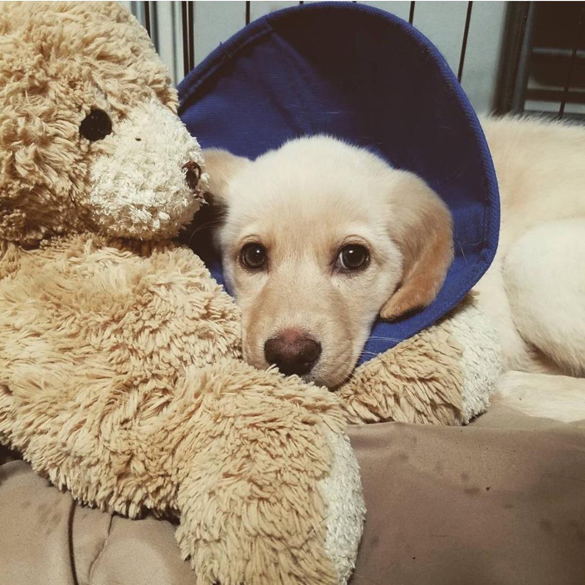 $5 Friday (tomorrow)! Please help 4 of our pups who broke with parvo this week. All $ helps, thank you! luckypuprescuesc.com/donate 

#yeahTHATgreenville #RescueDogs #FiveDollarFriday #savealife