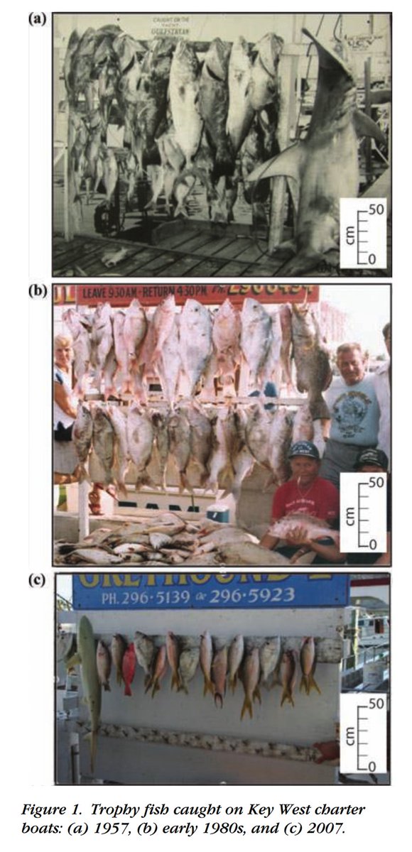 TrevorABranch's tweet image. Shows the classic series of trophy fish photos, showing Key West Florida from 1957 to 2007, showing the complete loss of largest fish: 90% decline in the weight of large fish
#Bevan18 @LMcClenachan

onlinelibrary.wiley.com/doi/10.1111/j.…