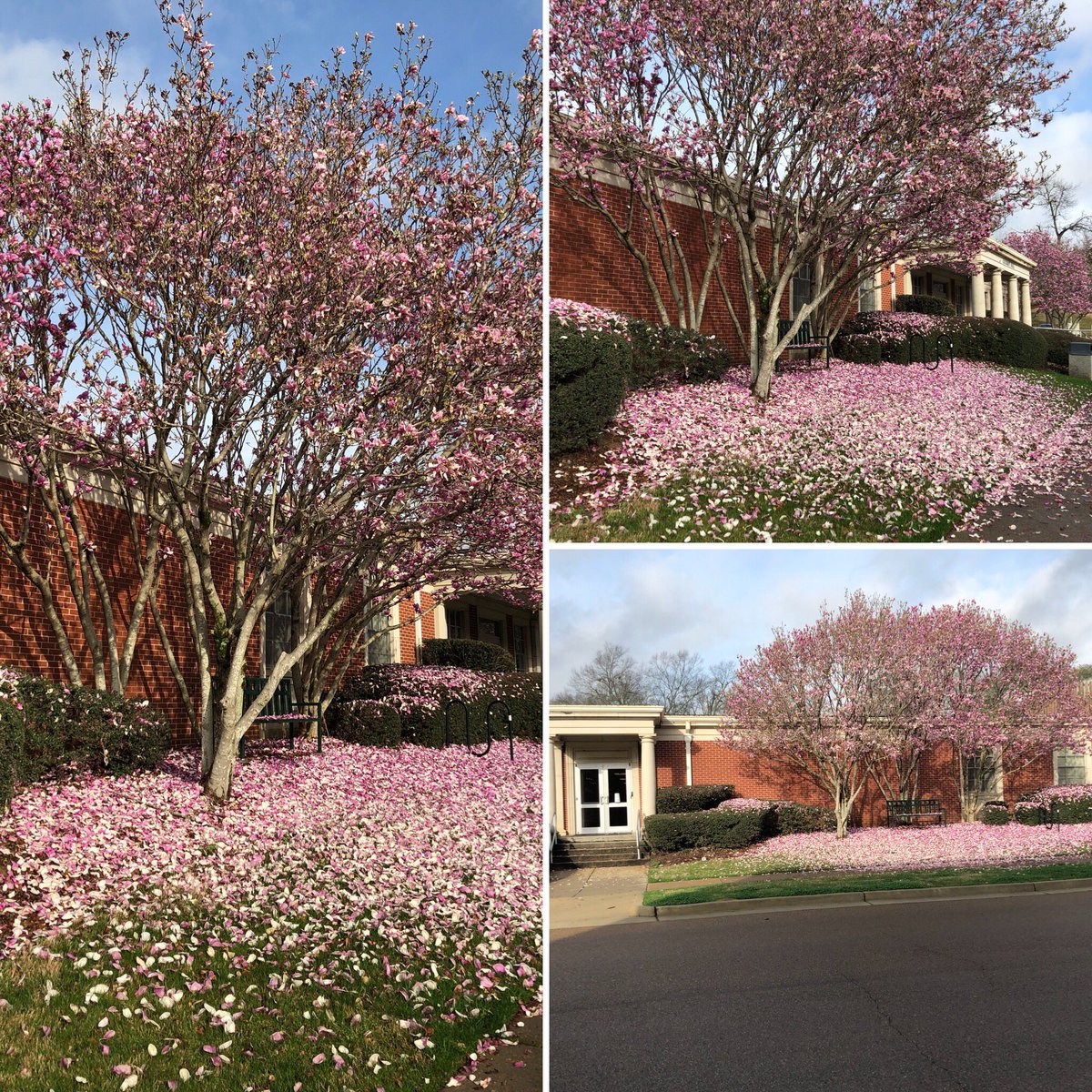 kennyjr_edward's tweet photo. It’s a Beautiful Day @MissCollege! #Favoritetree #itssnowingpetals #MCSchoolofNursing #MCSON https://t.co/FenmzLm0RW
