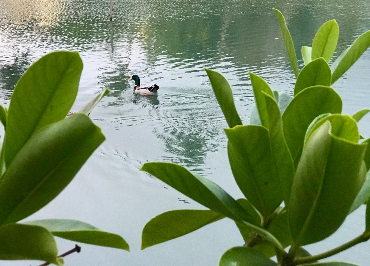 This guys a quack-up

#mauitropicalplantation #maui #hawaii #luckywelivehawaii #aloha #havealohawilltravel #gohawaii #visitmaui #visithawaii #wildlife #nature #wildhawaii