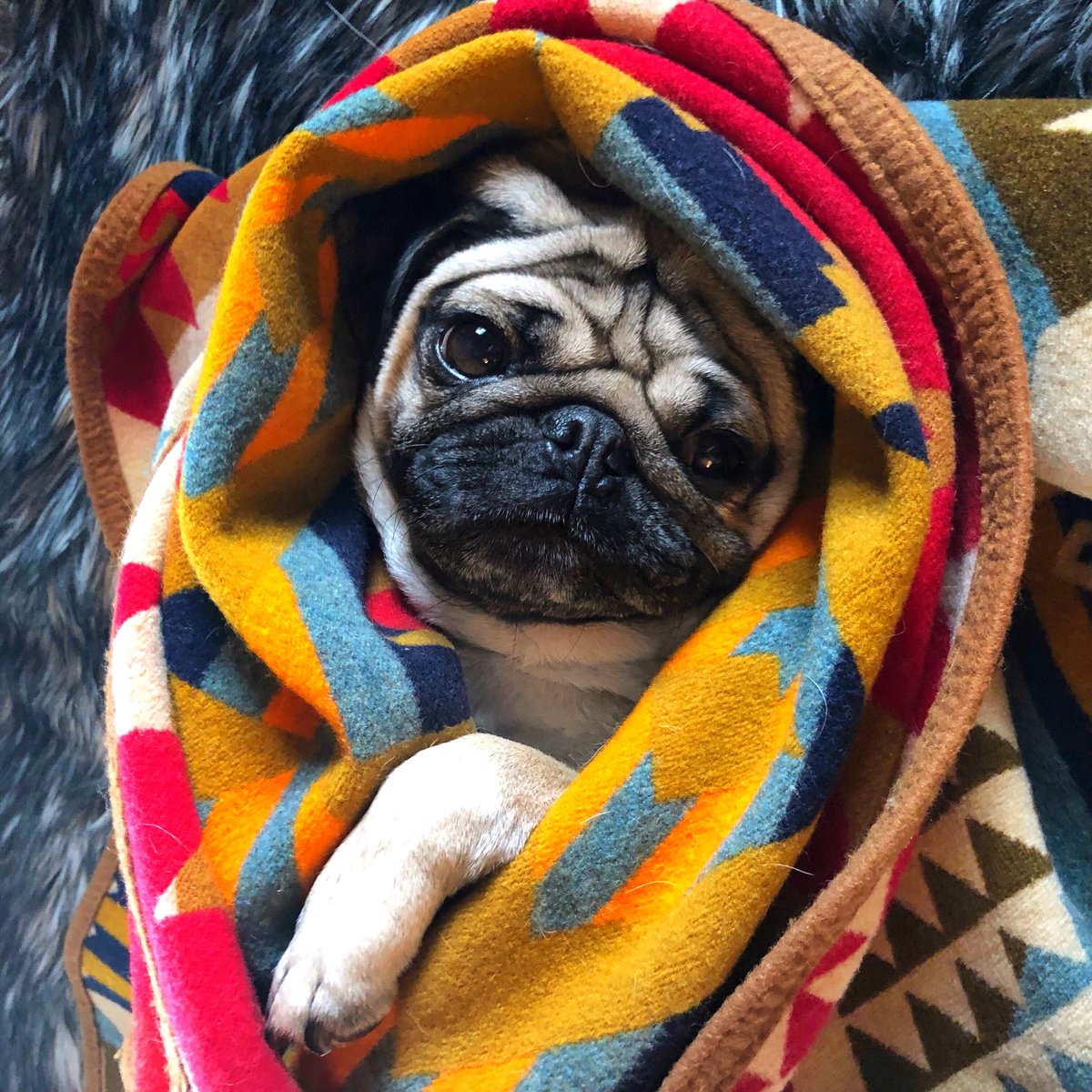 Doug The Pug tweet media