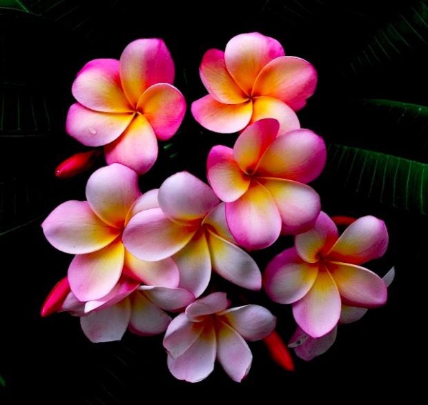 IvoryStrands's tweet image. 