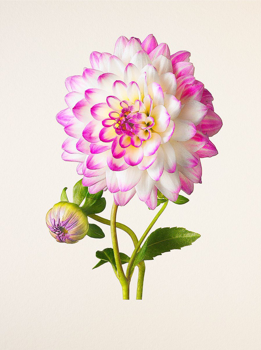 IvoryStrands's tweet image. 