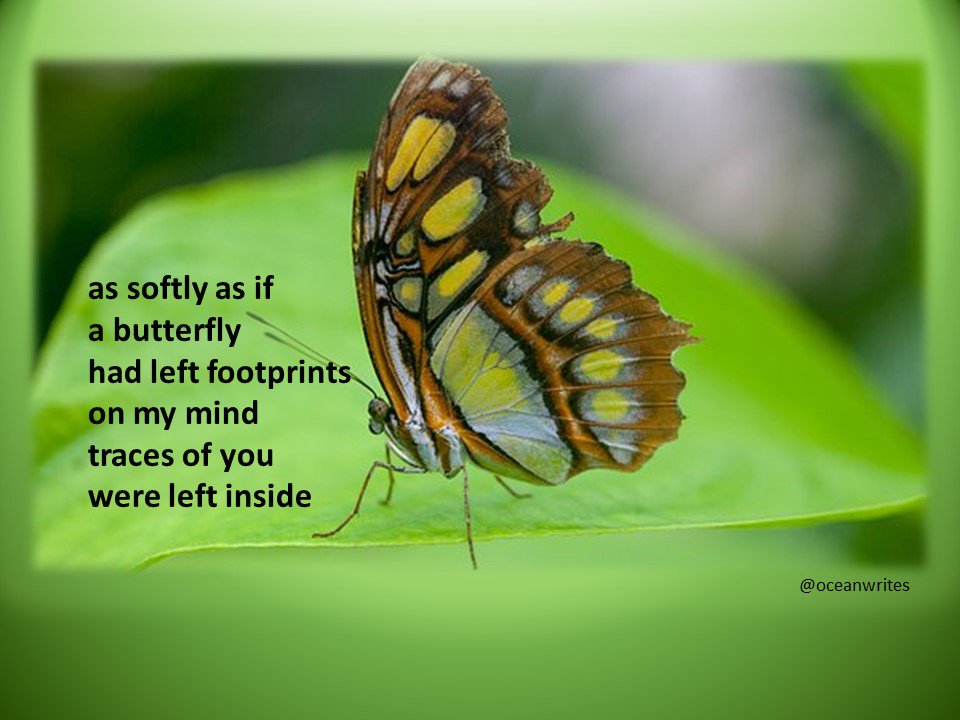 OceanWrites's tweet photo. as softly as if...
#iwrite4u
#romance https://t.co/xl5b3MQWBZ