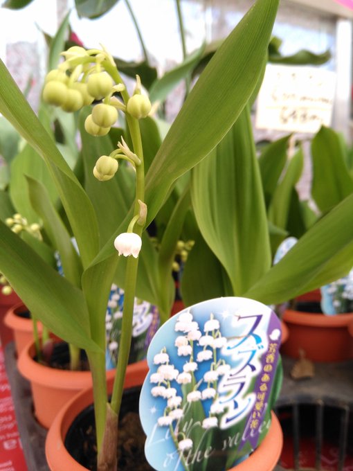 すずらんの切り花を長持ちさせるコツは 水替えと飾る場所が大切 来週はきっと晴れ