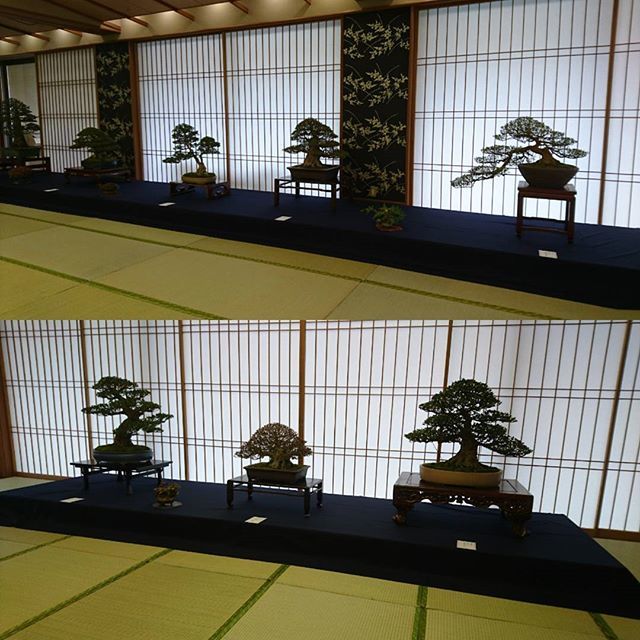 Azaleabonsaitree Azaleabonsaitree