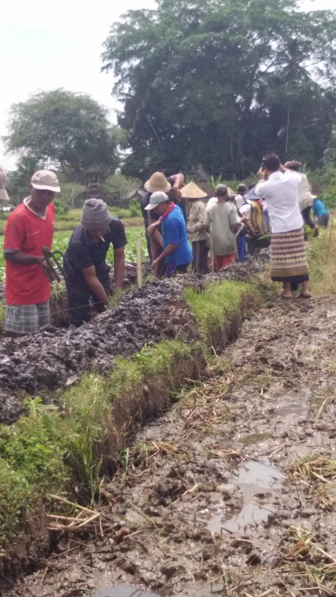 ISunarba's tweet photo. Pelaksanan Padat Karya Tunai di Subak ole, Desa Dauh Puri, Marga Tabanan
#PadatKaryaTunai
#manfaatdanadesa
#TPPIBali
#KabTabanan
@jokowi
@EkoSandjojo
@anwsanusi
@taufikmadjid71
@fachrilabalado
@BaliP3md https://t.co/QvEuYX97tO