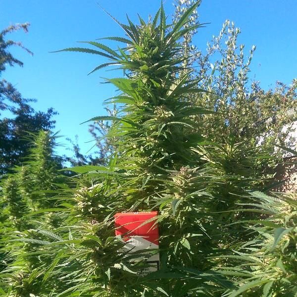 spliffseeds's tweet photo. "Gold rush" #spliffseeds #amsterdam #monstertrees #cannabiscommunity #weed #growyourown #highlife #medicalmarijuana #painrelief #fueledbythc #cbd #summervibes #onelove #lovelife #dutchstyle 🇳🇱💯❤️ 📷: @dutchwanted https://t.co/KO2l3csCTT https://t.co/ha1yaG8gB8