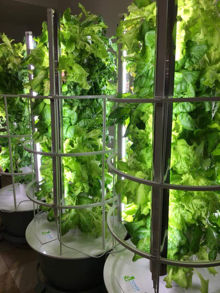 LIGHT_Program's tweet image. Proud to introduce our micro business LIGHT &amp;amp; fresh. Organic fresh lettuce served in the HHS cafe. The next harvest is in 2 weeks!  #towertotable #towergarden #verticalaeroponics