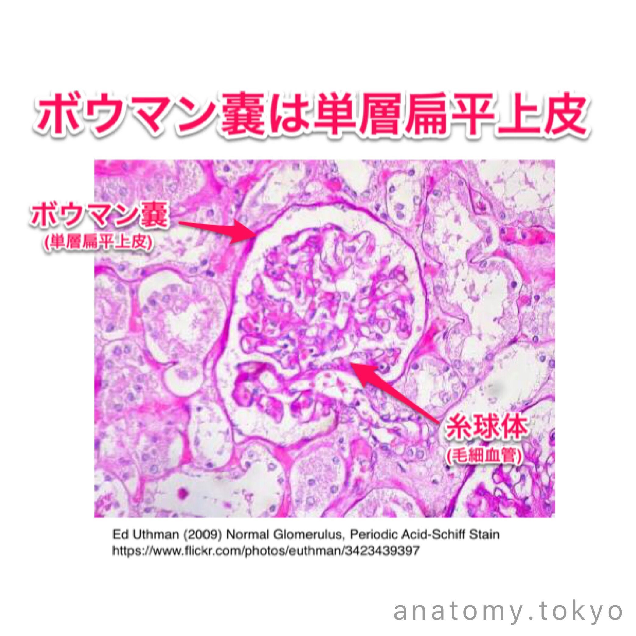 かずひろ先生 なるほど解剖学 On Twitter 腎臓について正しい記述はどれか 鍼灸 1995 23 1 弓状動脈は皮質と髄質との間を走る 2 遠位尿細管は腎杯に注ぐ 3 集合管はネフロンに含まれる 4 ボーマン嚢は結合組織からなる 解答 1 2 集合管は腎杯に注ぐ 3 含まれない