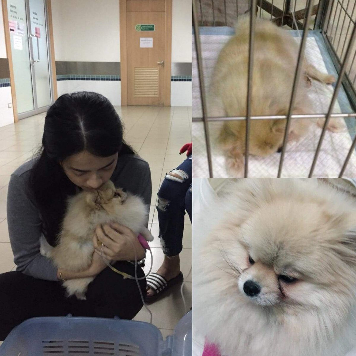 rakmahjung's tweet photo. อดทนหน่อยนะลูก..เดี๋ยวพี่ๆ เขาคงมาบริจาคเลือดให้หนูแล้ว..ถ้าแม่กรีดแขนให้เลือดแทนได้ แม่ทำไปนานแล้ว 1 แชร์ของคุณ อาจทำให้น้องหมารอดชีวิต
#พิกัด รพส.เกษตร บางเขน แจ้งกับทางขอบริจาคเลือดให้กับ
ชื่อ: ข้าวพอง
เจ้าของ : ชนากานต์ 
เบอร์โทร : 064-9974295 (เจ้าของ), 081-5705900 (แม่) https://t.co/p7vQg3rqdk
