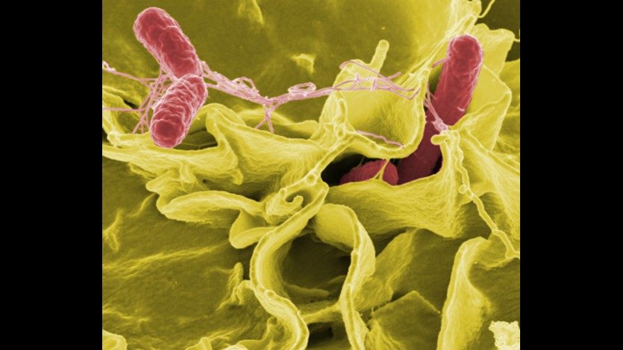 Multistate salmonella outbreak tied to chicken salad bit.ly/2omSWjW?utm_so… https://t.co/9mTn6gNUU3