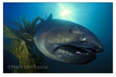 MissionShark's tweet photo. Z-PING COOL SHARK TIME (z-ping 1037 2.17.18) Check out the stealthiest of the planktivore sharks Megachasma pelagios the Megamouth shark! https://t.co/oaC9Iz5lyL