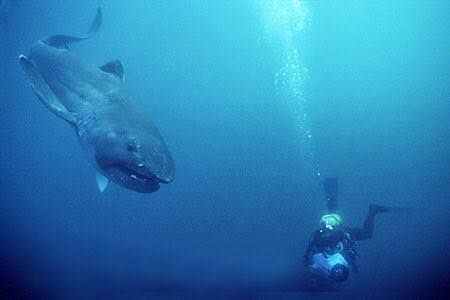 MissionShark's tweet photo. Z-PING COOL SHARK TIME (z-ping 1037 2.17.18) Check out the stealthiest of the planktivore sharks Megachasma pelagios the Megamouth shark! https://t.co/oaC9Iz5lyL