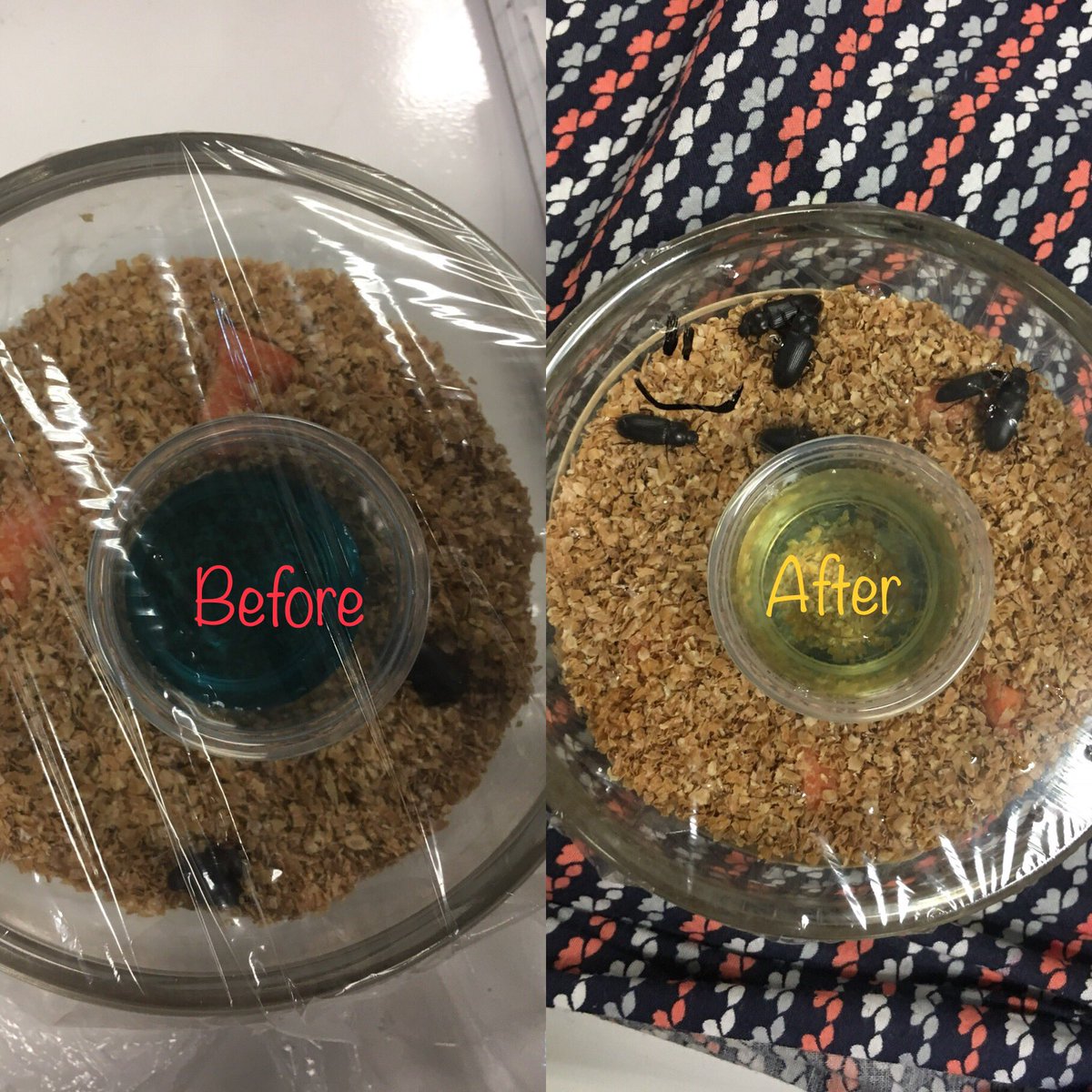 My 9th graders did a fun little cellular respiration lab with beetles and bromothymol blue 🐞#erhs #biology