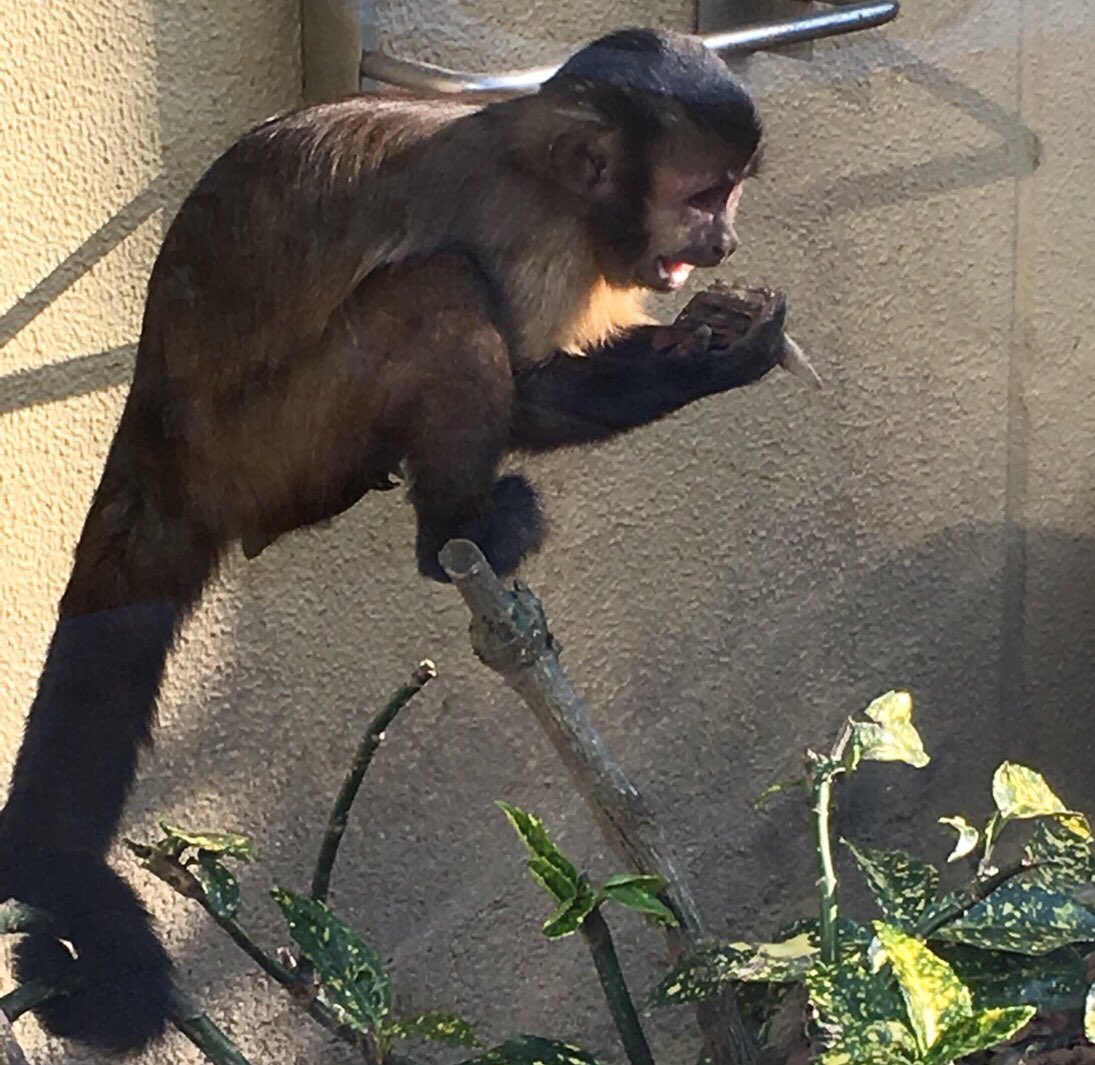 京都市動物園 公式 サルワールドには 多種多様なおサル達が飼育されています フサオマキザルは そのしっぽを器用に使って 物を掴んだり木にぶら下がったり ぜひぜひ 観察してみてね 京都市動物園 動物園 フサオマキザル サルワールド