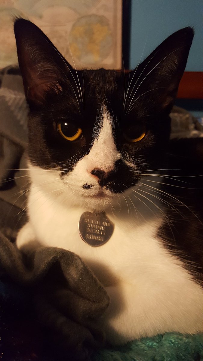 CattamsFamily's tweet photo. Don't hate me because I'm Mewtiful. #whiskers https://t.co/9SGdJ6wTtl