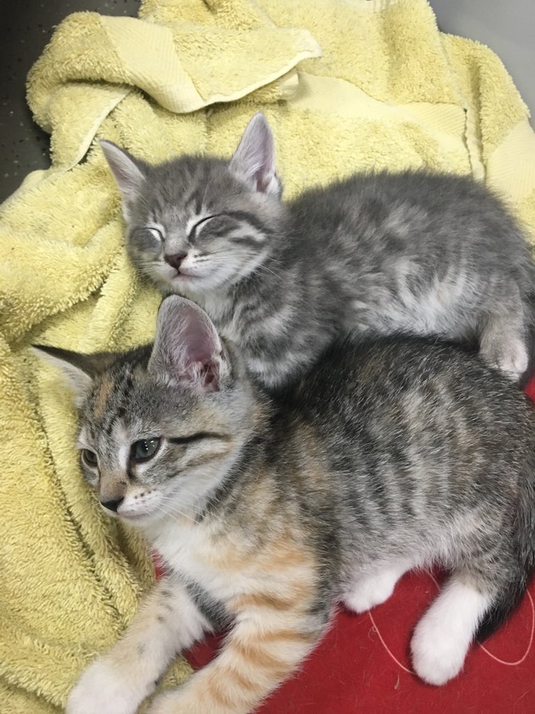 germa_gabb's tweet photo. My dad took in a cat during a snowstorm and found out she was pregnant and kept her. Now he’s letting me keep one of her babies but idk if I should take the runt or the more cheetah looking one 🤷🏼‍♀️ https://t.co/ZsZnKhuI50