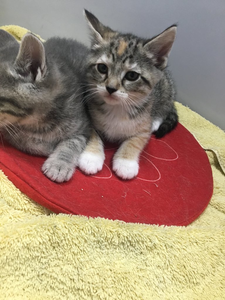 germa_gabb's tweet photo. My dad took in a cat during a snowstorm and found out she was pregnant and kept her. Now he’s letting me keep one of her babies but idk if I should take the runt or the more cheetah looking one 🤷🏼‍♀️ https://t.co/ZsZnKhuI50