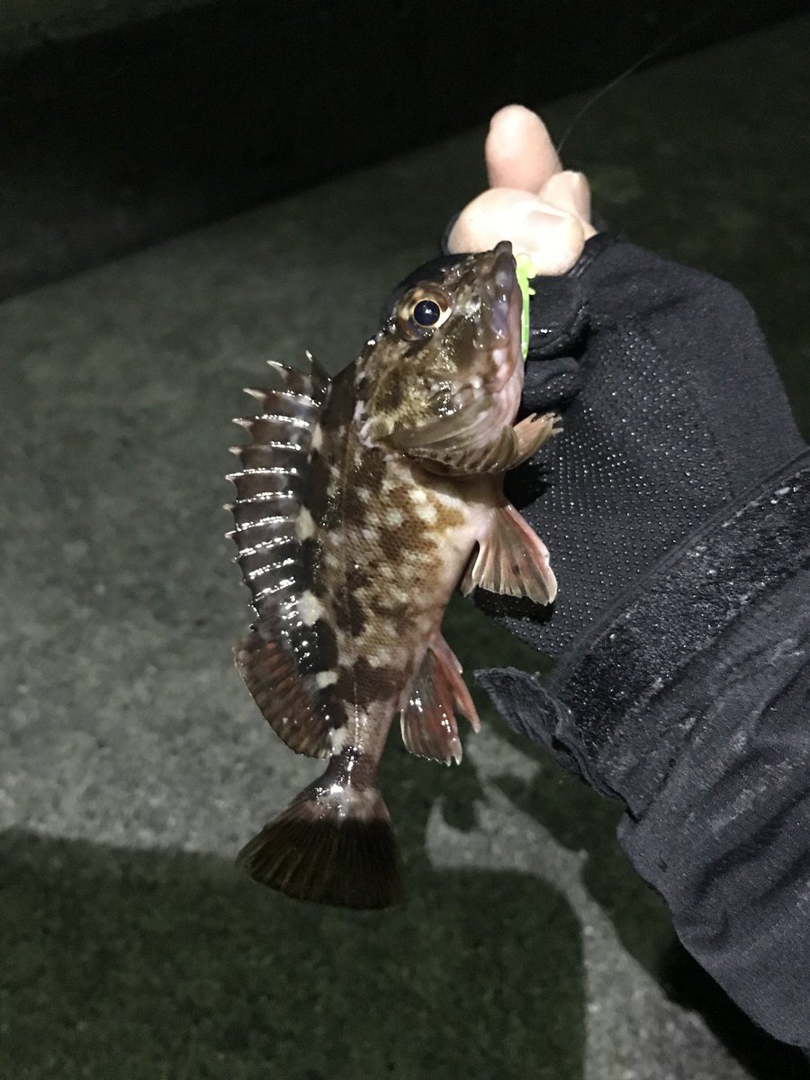 ふぉーる虫 ふぉーる虫