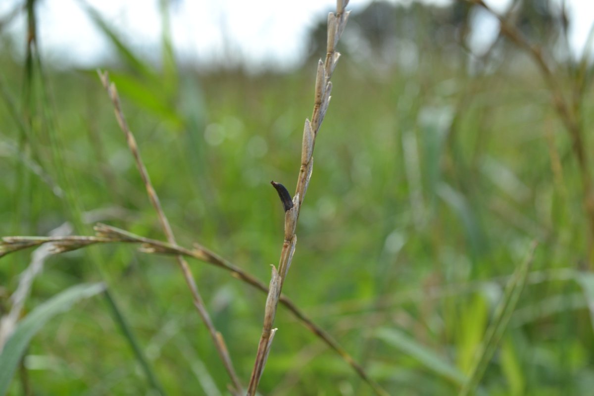 OwlFarmNZ's tweet photo. Hi everyone - please encourage people to check Cattle (+ horse) pastures.
Vigilance is required after we found Ergot fungus in one silage paddock. It is potentially very toxic to stock. Little black banana shaped bits are the Ergot in an otherwise healthy looking silage paddock https://t.co/qdPspHguWL
