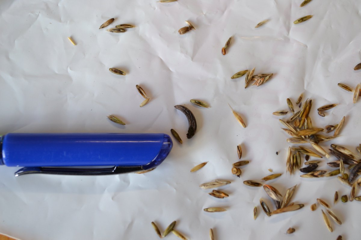 OwlFarmNZ's tweet photo. Hi everyone - please encourage people to check Cattle (+ horse) pastures.
Vigilance is required after we found Ergot fungus in one silage paddock. It is potentially very toxic to stock. Little black banana shaped bits are the Ergot in an otherwise healthy looking silage paddock https://t.co/qdPspHguWL