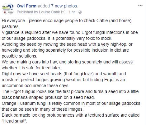 OwlFarmNZ's tweet photo. Hi everyone - please encourage people to check Cattle (+ horse) pastures.
Vigilance is required after we found Ergot fungus in one silage paddock. It is potentially very toxic to stock. Little black banana shaped bits are the Ergot in an otherwise healthy looking silage paddock https://t.co/qdPspHguWL