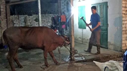 _Hunter_313's tweet photo. @Barnaby_Joyce when will you #apologise to the #real #victims of your #terrible #reign ? To the thousands of beasts you've allowed to be #brutalised under your #liveexport #policy ? You should be more #ashamed of this than anything... #banliveexport https://t.co/NSa6NcdPUS