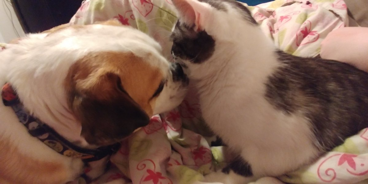 ChillyBullPug's tweet photo. @CorkyStonewall @CosmosClawful And I know Cosmos loves me! https://t.co/YzQzlcE12e