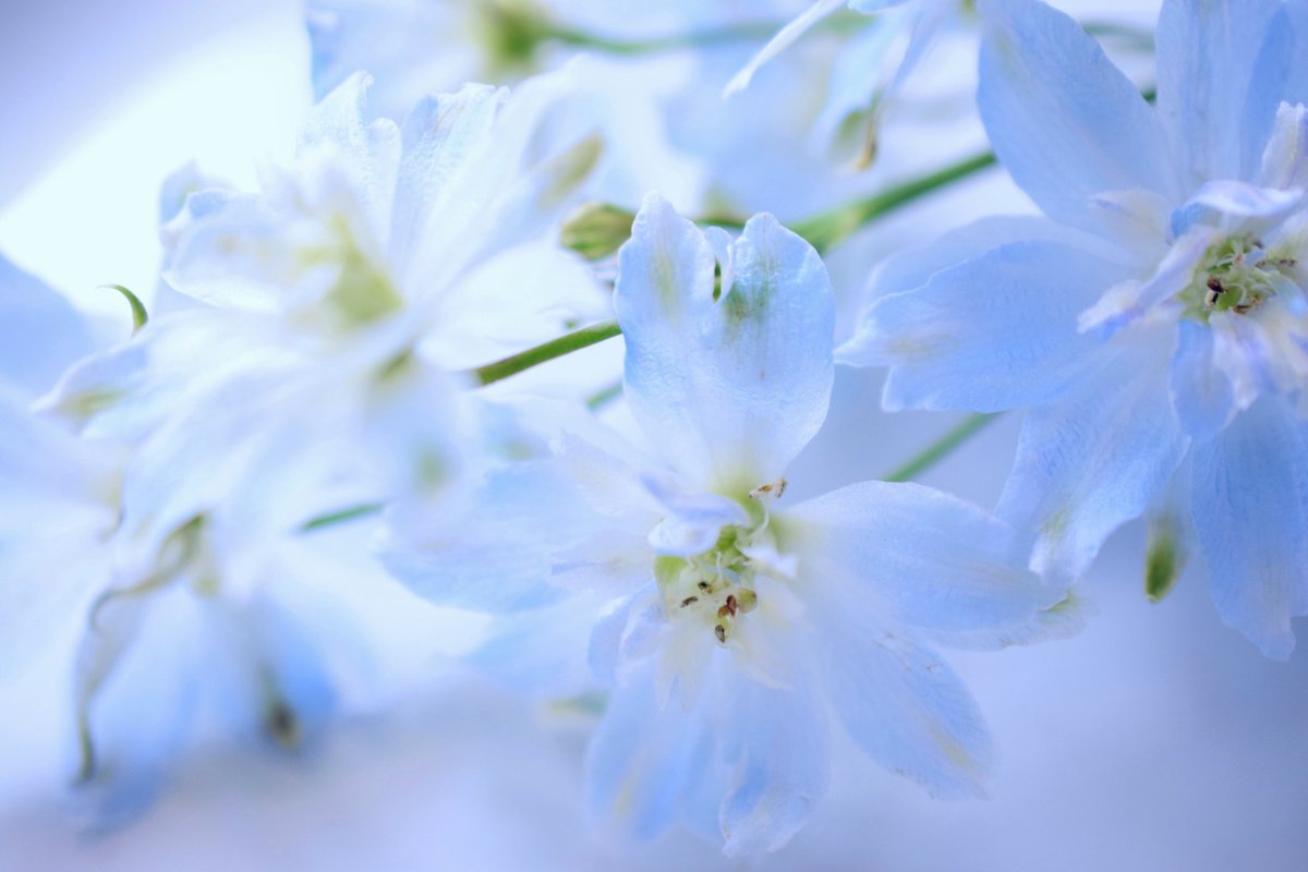 上 青い花 デルフィニウム 花言葉 誕生 日 ライン 友達