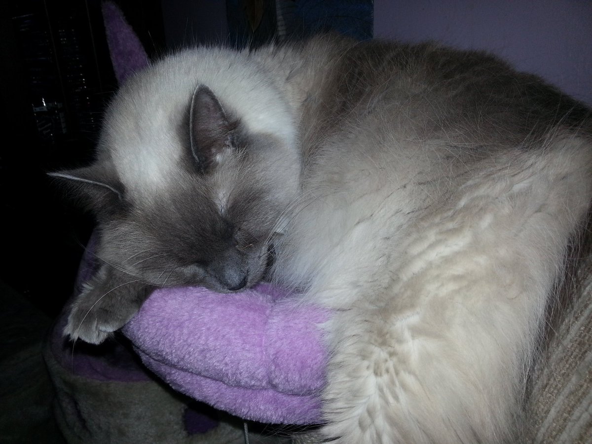 PashaMom1's tweet photo. Sleepy May https://t.co/VW2KW92nyN