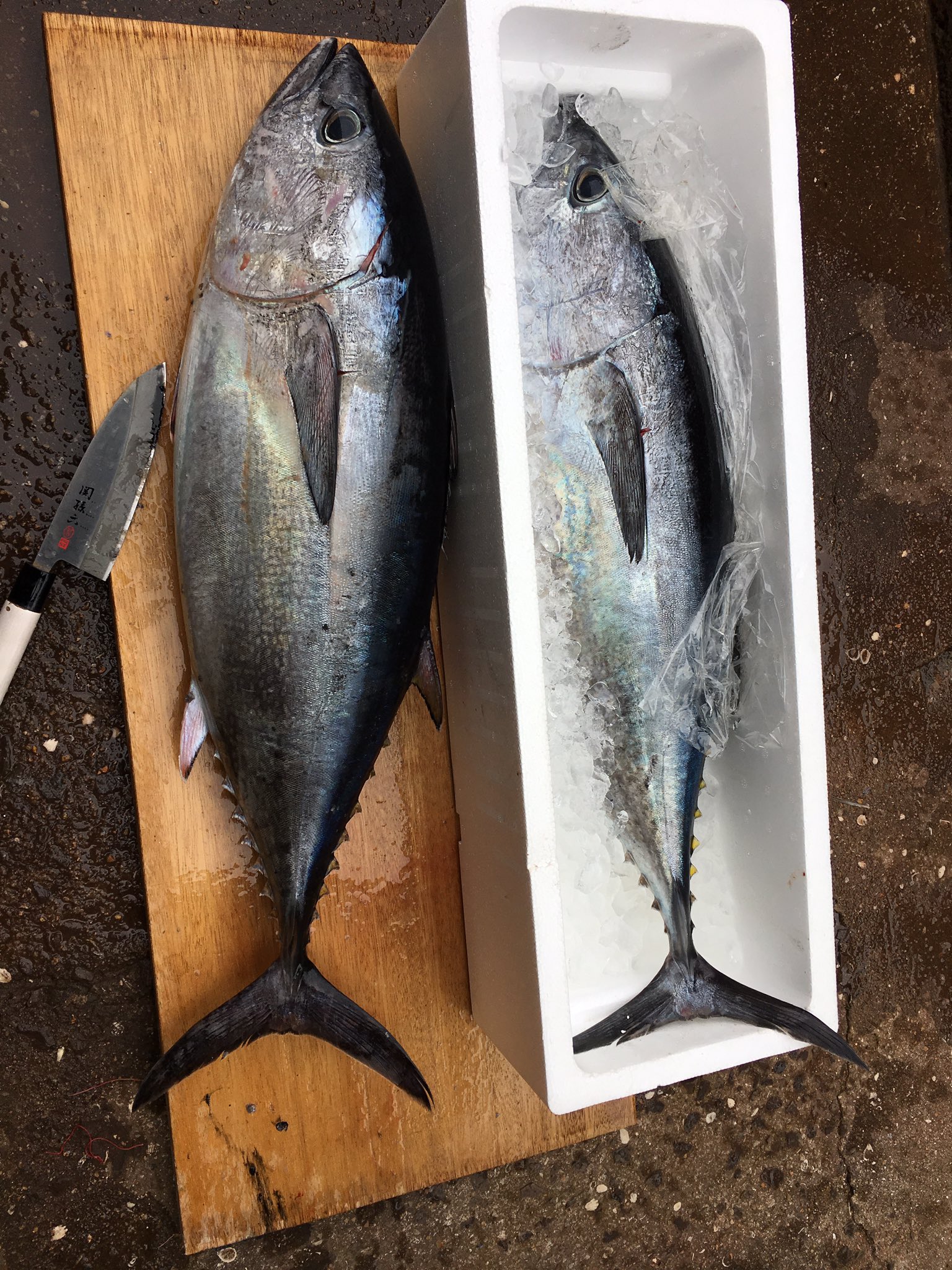 悠貴 釣り垢 10キロぐらいのヨコワ せっかく釣れても規制かかってて売られない リリースしたくても道具飲み込んで死ぬから逃がさない 売られるなら1本2万弱はする値段 買うならそれの3倍程度の値段 ヨコワ マグロ 七里ヶ曽根 壱岐 マグロ規制売られ