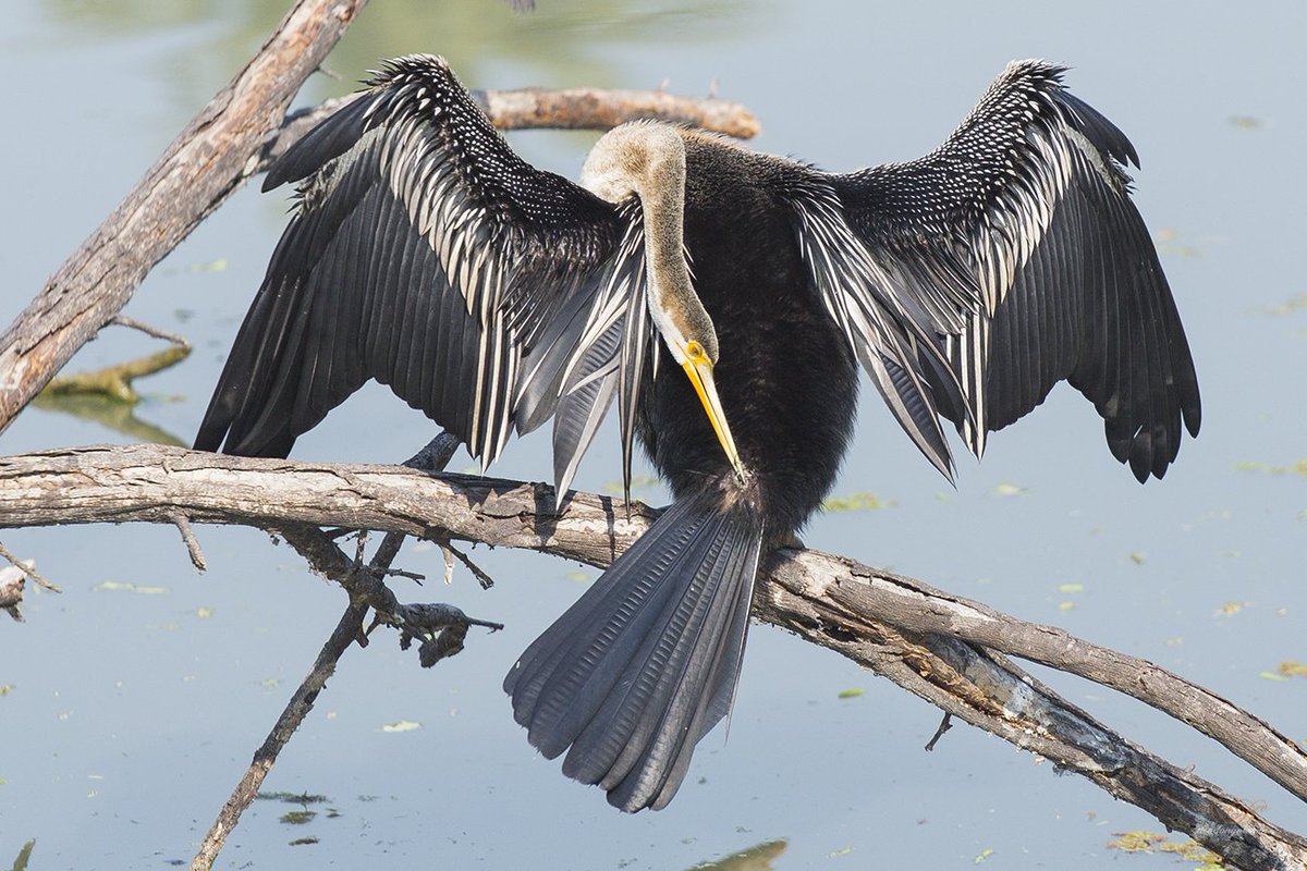 DongolDev's tweet photo. #darter #sunbask #bird #photography https://t.co/arRoMQdb2c