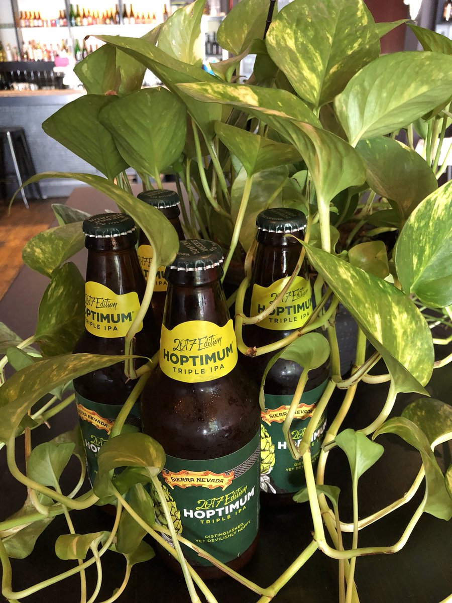 We only have 4 <a href="/SierraNevada/">Sierra Nevada Beer</a> Hoptimums left from our current allocation - so if you love this beer as much as we do you’d better rush in and see if you can prise one from Clive the Ivy’s tendrils... #Craftbeer