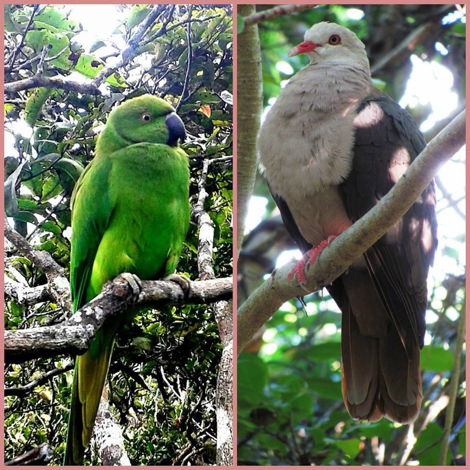 Ebony Forest Reserve tweet media