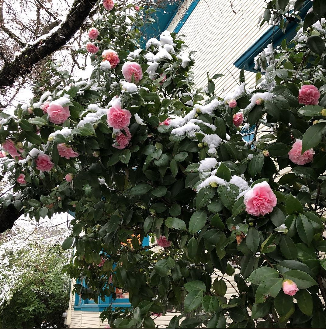 dawnunboxed's tweet image. So beautiful - snow-covered February blooms in NW Portland. #snow #nwpdx #nw23rd #snowflowers