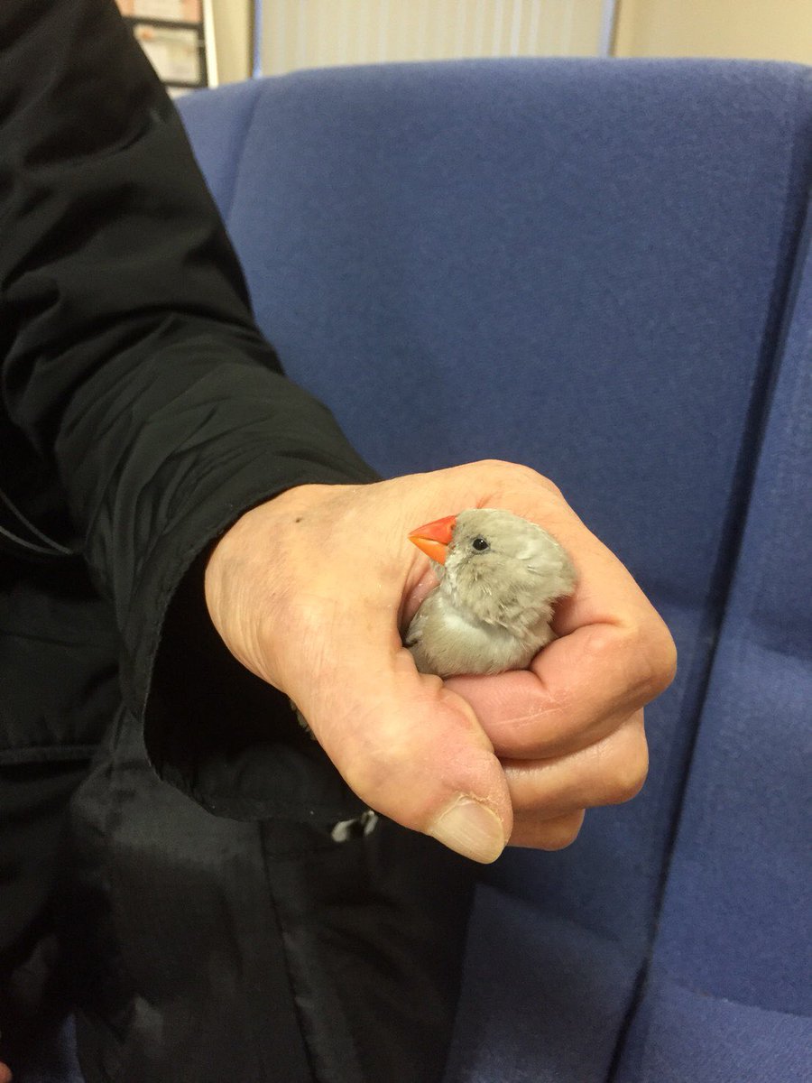 sage810's tweet photo. いしまる神経内科で、小鳥が迷いこんだので保護してます
心当たりの方はご連絡を https://t.co/ihNHp7VF14