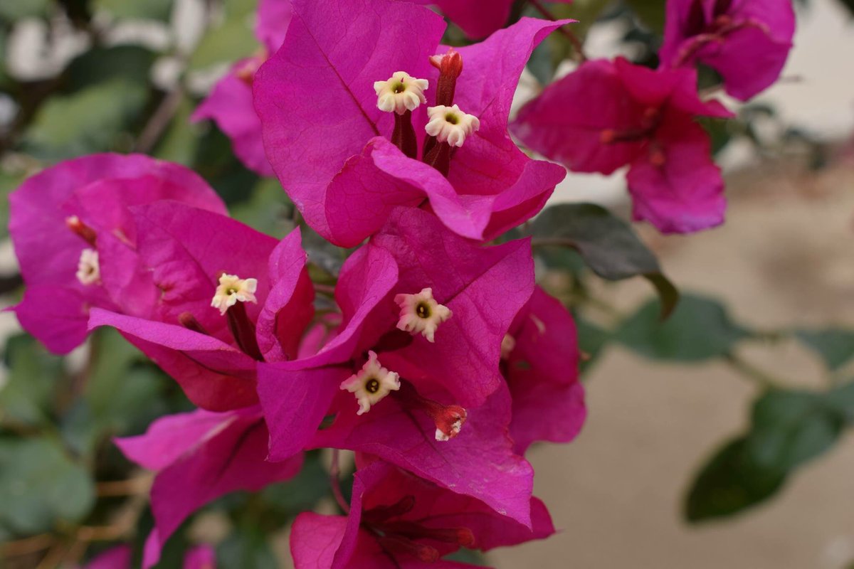 andreavauseman's tweet photo. #NaturePhotography #nature #Flowers #beautiful #cameranikon #Nikon 🌺 https://t.co/m0XQTgCDX4