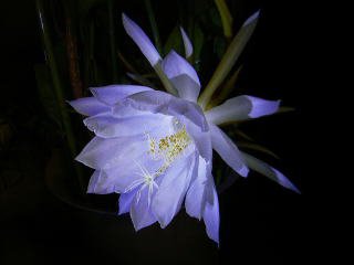 切ない花言葉 A Twitter 月下美人 夕方に咲き始めて翌朝にはしぼんでしまう儚さを感じる花 花言葉は 儚い恋