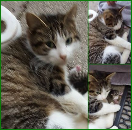 DE_HERENIGING's tweet image. GEVONDEN: KAT 
poes, cypers/wit met kitten(s)  #TILBURG Anijshof  
#DHgev 22/2/18 facebook.com/DeHerenigingNB…