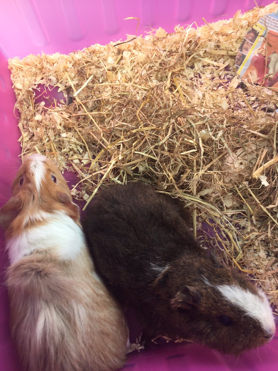 kathyhoyle1's tweet image. We have new arrivals! Meet Coco and Honey #guineapig #firstpets