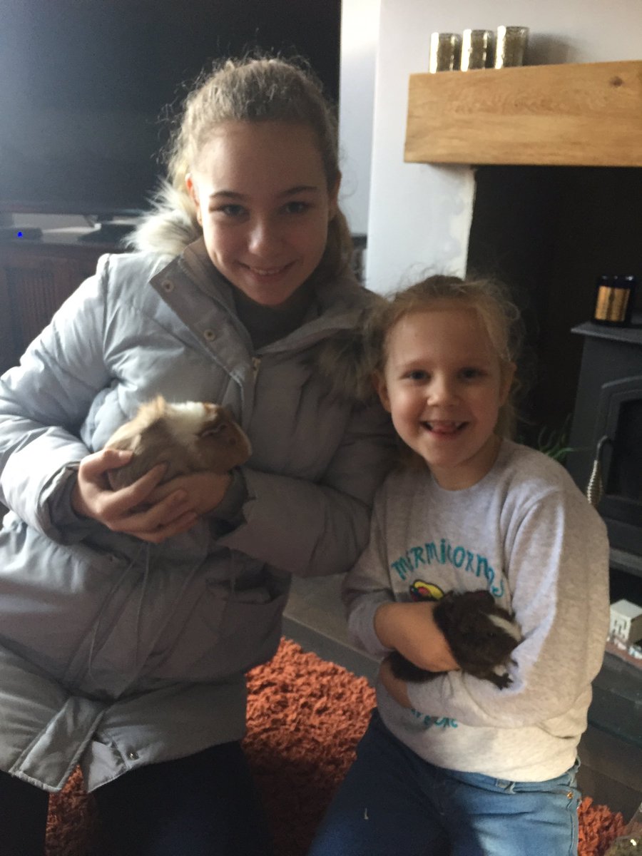 kathyhoyle1's tweet image. We have new arrivals! Meet Coco and Honey #guineapig #firstpets