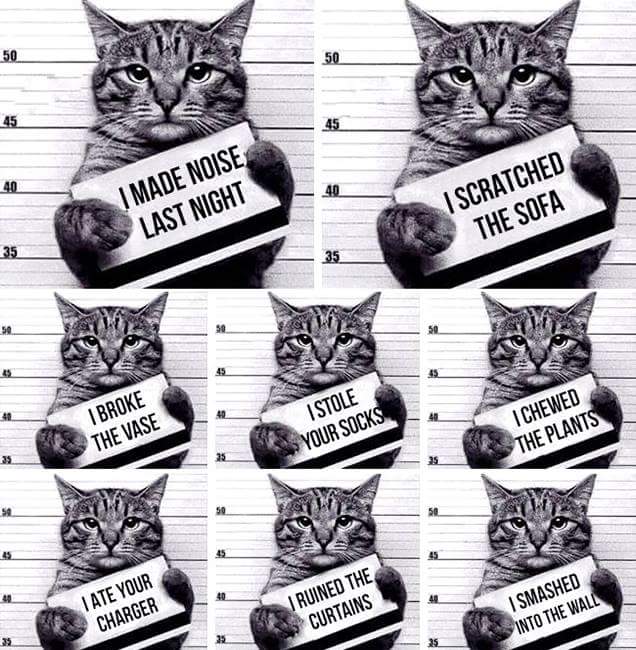 Sidxeee's tweet photo. #meow #cats #mycat https://t.co/y6s8NuESsp