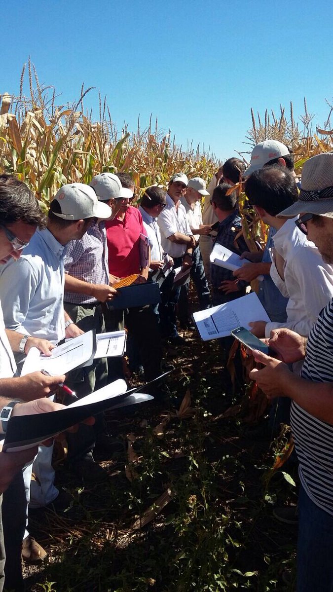 lgsemillas's tweet photo. Algunas fotos que han quedado en el tintero del #CornTour de esta semana. #Mística #NuestraGenetica https://t.co/nCPiEJFzo6
