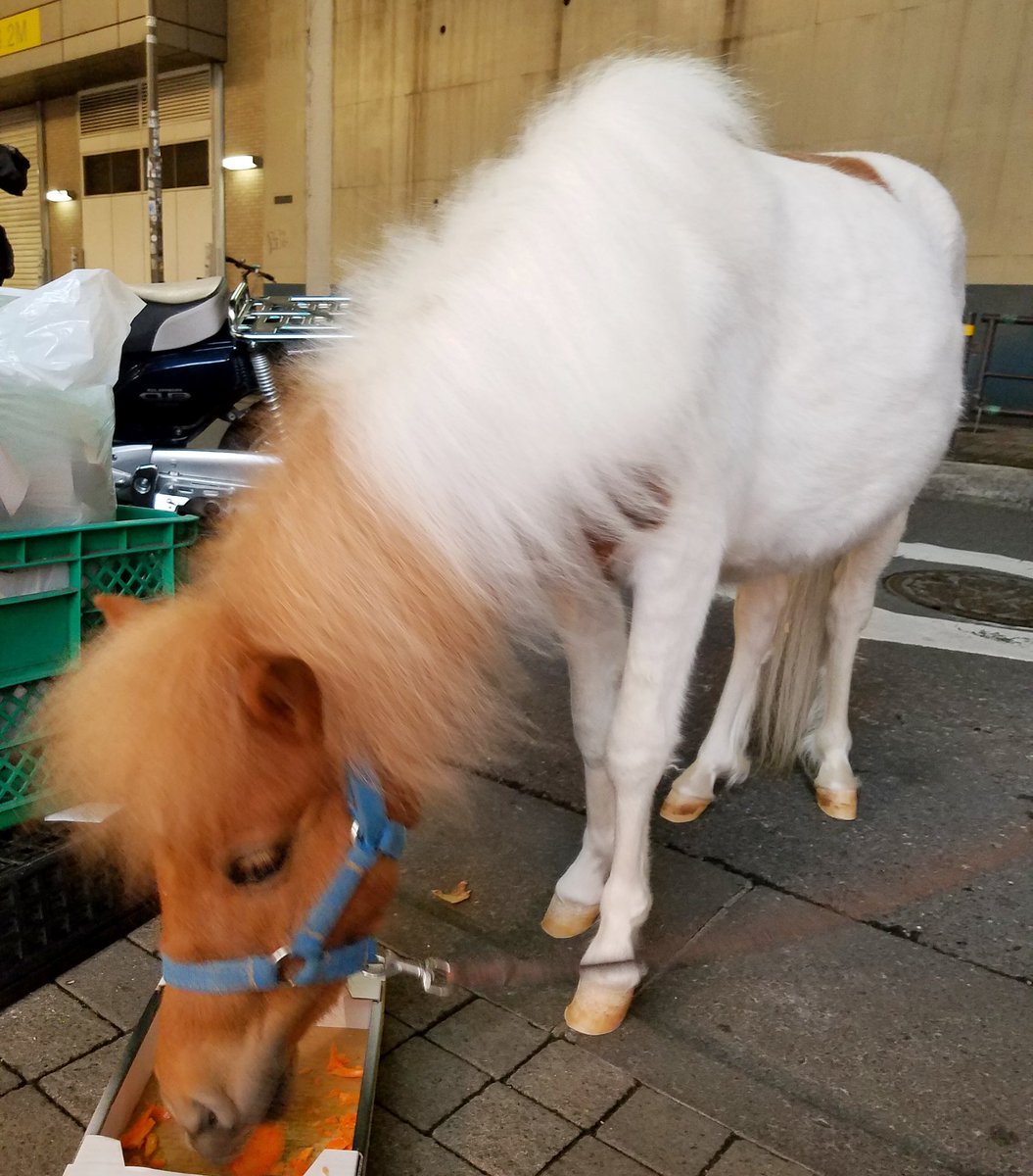 馬は軽車両 Twitter Search