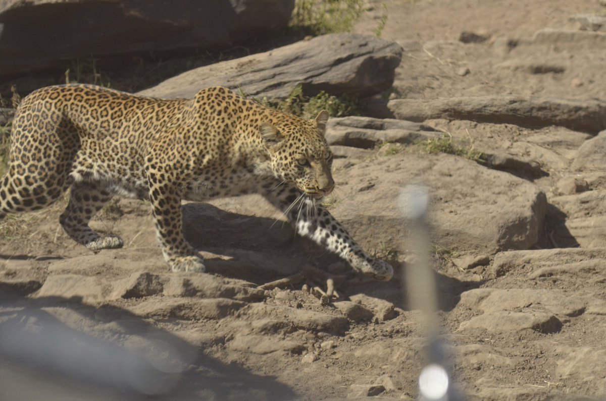 Tangulia Mara Camp tweet media