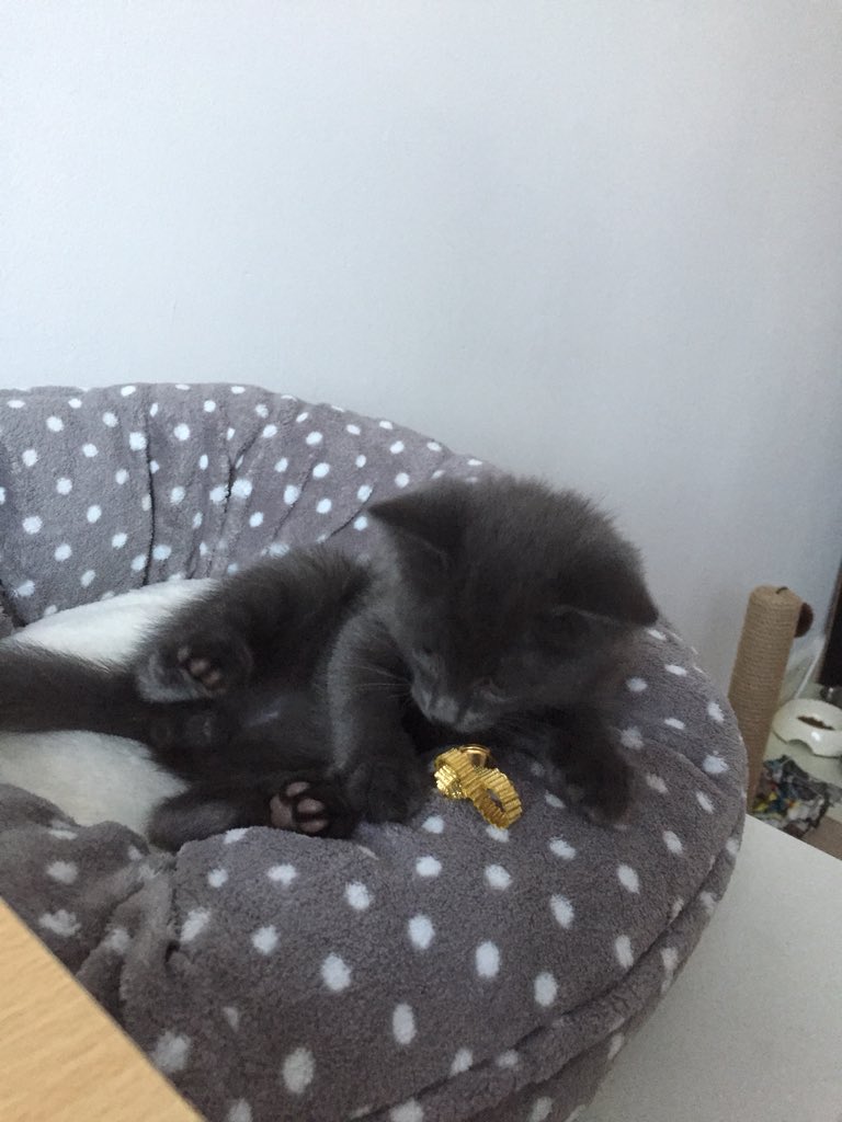 RossiniAlexa's tweet photo. #ITAL9022 
Il mio piccolo gattolion m’ha svegliato questa mattina. Perchè? Per giocare, ovviamente! 😂 https://t.co/1aTzlOvmNf