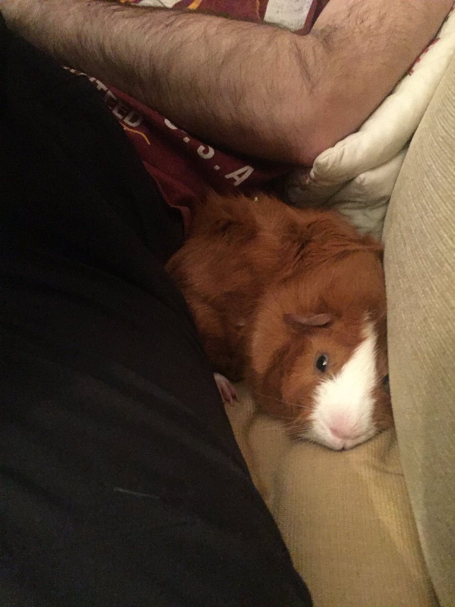 badgerbumble's tweet photo. Happy Friday pals! Badger hopes you find a nice warm book on the sofa to cuddle up for the #chillyweekend #badgertheguineapig https://t.co/5gM2Q5uJot